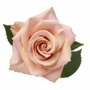 ROSE PINK AMARETTO - 60 CM